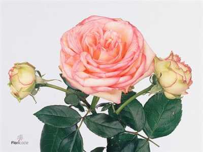 Rosa Tr Biedermeier