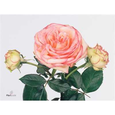 Rosa Tr Biedermeier