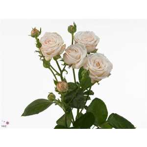 Rosa Tr Bombastic
