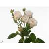 Rosa Tr Bombastic Imp.