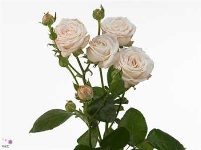 Rosa Tr Bombastic Imp.