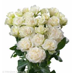 Rosa Tr Bridal Flow