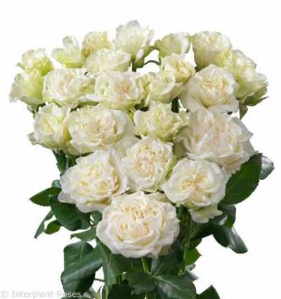 Rosa Tr Bridal Flow