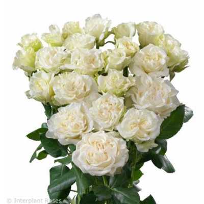 Rosa Tr Bridal Flow