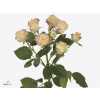 Rosa Tr Candelicious
