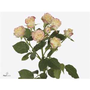 Rosa Tr Candelicious