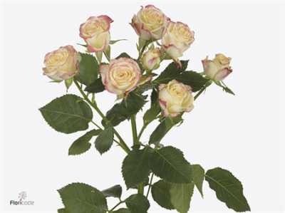Rosa Tr Candelicious