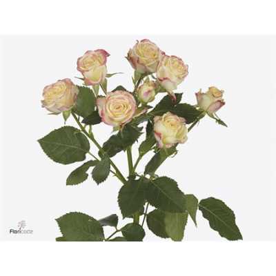 Rosa Tr Candelicious