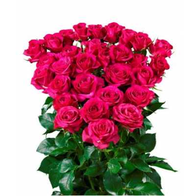 Rosa Tr Cheyenne