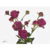 Rosa Tr Classic Sensation Imp