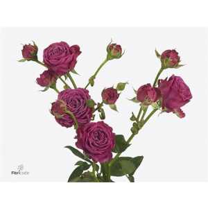 Rosa Tr Classic Sensation Imp