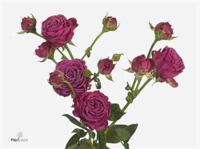 Rosa Tr Classic Sensation Imp