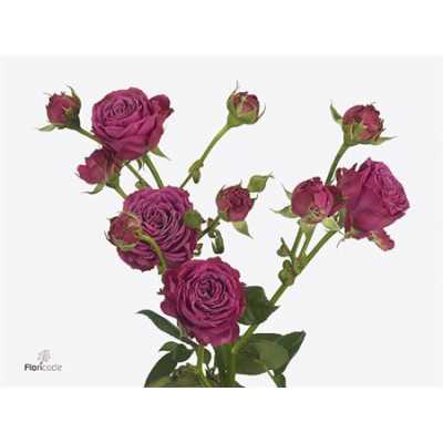 Rosa Tr Classic Sensation Imp