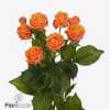 Rosa Tr Coral Bubbles