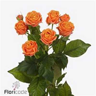 Rosa Tr Coral Bubbles
