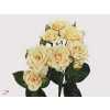 Rosa Tr Cream Gracia