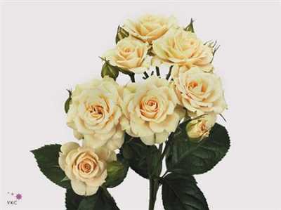 Rosa Tr Cream Gracia
