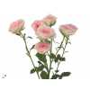 Rosa Tr Creamy Twister