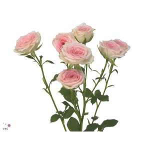 Rosa Tr Creamy Twister
