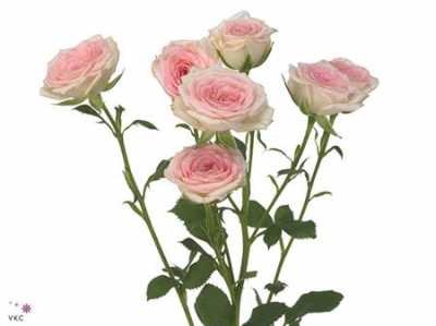 Rosa Tr Creamy Twister