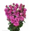Rosa Tr Fiction