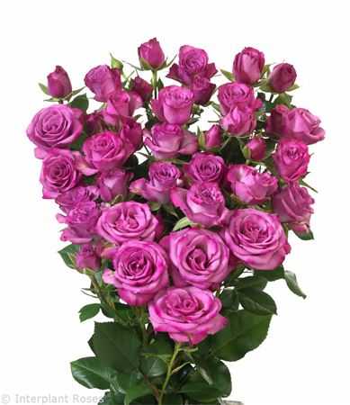 Rosa Tr Fiction