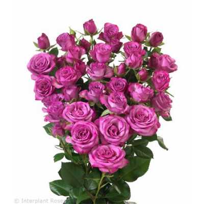 Rosa Tr Fiction