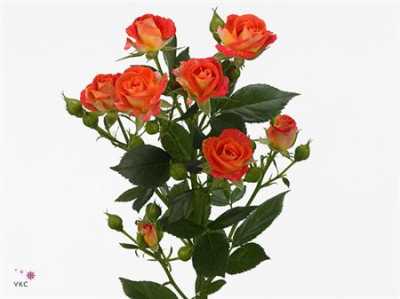 Rosa Tr Fiesta Bubbles