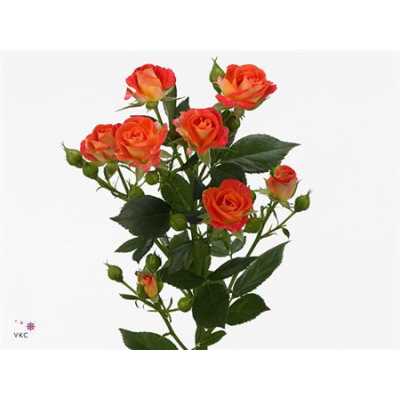 Rosa Tr Fiesta Bubbles