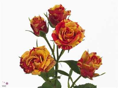 Rosa Tr Fire Flash