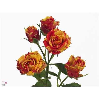 Rosa Tr Fire Flash