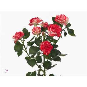 Rosa Tr Fireworks
