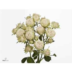 Rosa Tr Galina