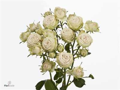 Rosa Tr Galina