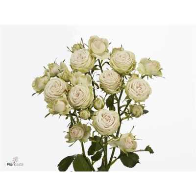 Rosa Tr Galina
