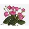 Rosa Tr Giselle