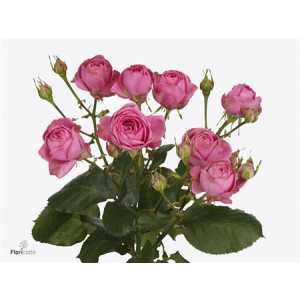 Rosa Tr Giselle