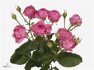 Rosa Tr Giselle