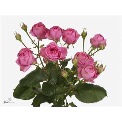 Rosa Tr Giselle