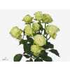Rosa Tr Green Glow