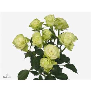 Rosa Tr Green Glow