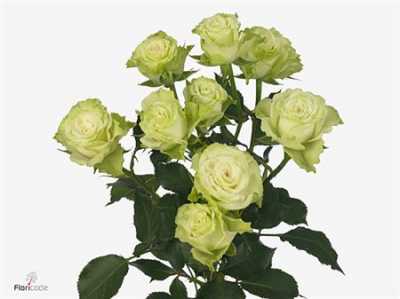 Rosa Tr Green Glow