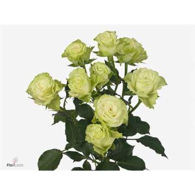 Rosa Tr Green Glow