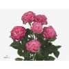 Rosa Tr Haley