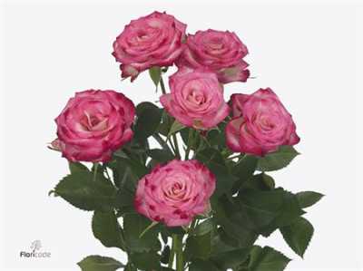 Rosa Tr Haley