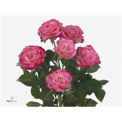Rosa Tr Haley