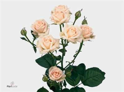 Rosa Tr Jana