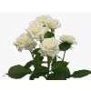 Rosa Tr Jeanine