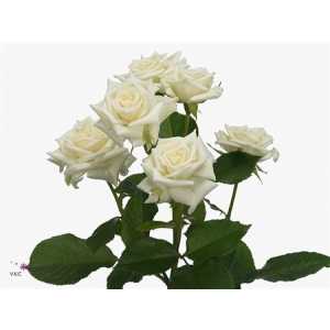 Rosa Tr Jeanine