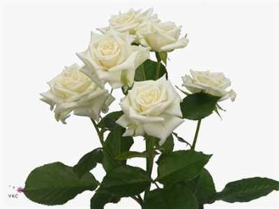 Rosa Tr Jeanine